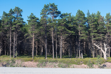 view from the road to the pine forest illuminated by the sun against the blue sky