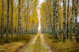 Fototapeta  - Jesienny las brzozowy