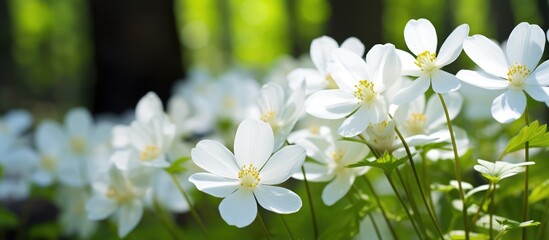 Canvas Print - Gorgeous white forest flowers