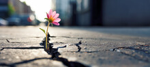A Close-up Of A Resilient Flower Pushing Through The Hard Asphalt Of A Street, Showcasing The Strength And Determination Of Nature To Thrive In Challenging Environments.