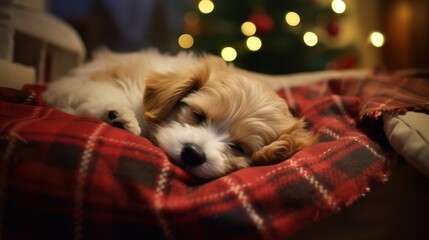  Adorable Furry Pet Dozes off in Festive Red Christmas Bed