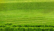 wide format background image of green carpet of neatly trimmed grass beautiful grass texture on bright green mowed lawn field grassplot in nature