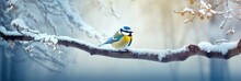 Little Frozen Yellow Bid Sits On A Snow-covered Branch On Frosty Snowy Morning. Bird In Forest, Wildlife Scene From Nature. First Snow. Winter Time Concept