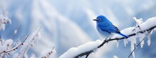 Little Frozen Blue Bid Sits On A Snow-covered Branch On Frosty Snowy Morning. Bird In Forest, Wildlife Scene From Nature. First Snow. Winter Time Concept