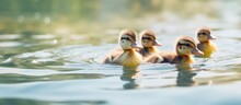 Ducklings Swimming In Pond Zoomed In