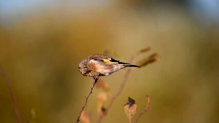 Wall Mural - European goldfinch, Carduelis carduelis in the wild. Slow motion.