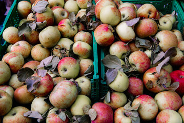 Wall Mural - Many piles of apple in the boxes located in the market, the fresh apples.