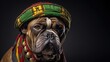 Bulldog in a Rastafarian cap.