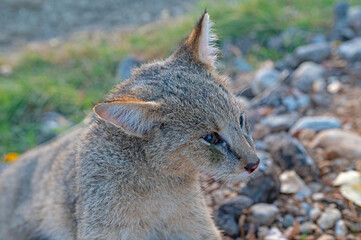 A jungle cat killed by a car on a tarmac road. Dead jungle animals by the roadside. Migration season of wild animals. A car accident involving animals. The concept of wild animal conservation.