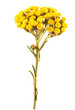 Helichrysum flowers