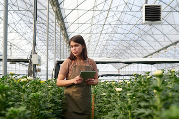 Young woman with tablet standing between two long and wide flowerbeds with white blooming chrysanthemums while working in greenhouse