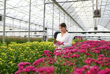 Young Scientist With Tablet Standing Between Yellow And Purple Flowers Growing On Flowerbeds In Spacious Industrial Greenhouse