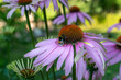 Echinacea is a group of flowering plants favored by bees for collecting nectar. It contains active substances that boost immune function and have hormonal, antiviral, and antioxidant effects.