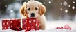 © DZMITRY - dog with presents or gifts in snow outside in new year