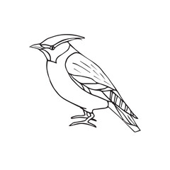 Wall Mural - Vector hand drawn doodle sketch waxwing bird isolated on white background