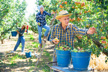 Wall Mural - Portrait of positive young adult man harvesting pears, working with group of farmers at fruit garden