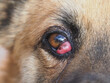 Cherry Eye in dogs, prolapse of the third eyelid gland, dog disease