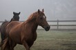 Running Horses in Fog