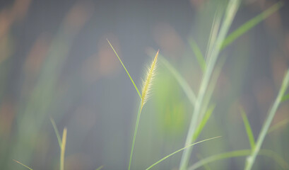 Poster - Grass flower in the morning with soft focus, vintage tone.