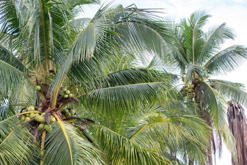 Poster - Coconut tree with green coconuts on the plantation.