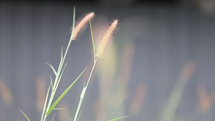 Poster - Grass flower in the morning with soft focus, vintage tone.