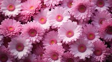 Pink Flowers Together Giant Daisy Flower Head Vase Table Large Patches Plain Colors Rows Indoor Soft Lighting Daisies Poppies Center Rounded Shapes Sad Header