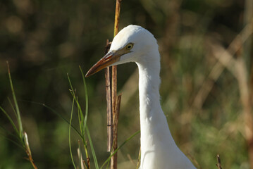 Poster - A head shot of a Cattle Egret, Bubulcus ibis, hunting for food in a field where cows are grazing.