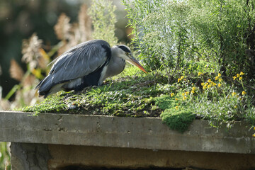 Poster - A Grey Heron, Ardea cinerea, resting on the bank at the edge of a lake.	