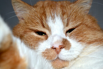 Wall Mural - Portrait of a red cat with a cunning squinting glance isolated on white