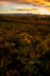 Yellow Flower weed in Montana field at sunset