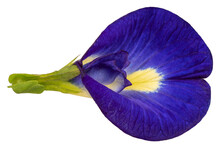 Butterfly Pea Or Asian Pigeonwing. Blue Pea Isolate On White Background With Clippingpath.