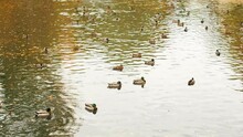 Ducks Waddle In The Pond Together. A Flock Of Wild Birds Swimming In The Autumn Lake, Cloudy Weather. Birds Are Resting On The Lake With Fallen Leaves. Wild Ducks Swim On The Water Surface Of The Pond