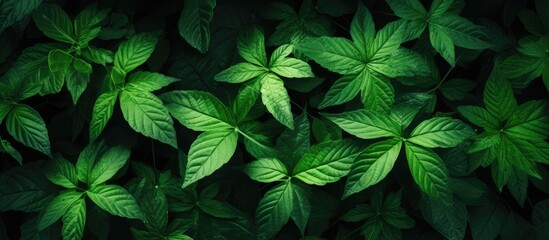 Poster - Nature background with fresh green leaves