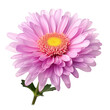 Purple aster flower isolated on transparent background,transparency 