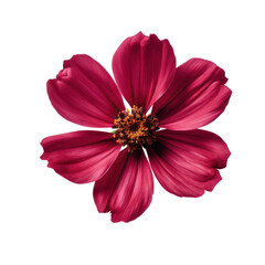 Wall Mural - burgundy cosmos isolated on transparent background,transparency 