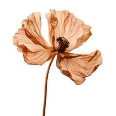 Wall Mural - Dried anemone flower isolated on transparent background,transparency 