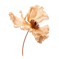 Wall Mural - Dried anemone flower isolated on transparent background,transparency 