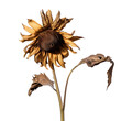 Dried sunflower blossom isolated on transparent background,transparency 