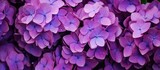 Purple hydrangea flowers close up