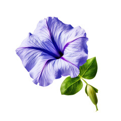 Wall Mural - Purple morning glory blossom flower isolated on transparent background,transparency 