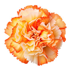 Poster - White and orange carnation isolated on transparent background,transparency 