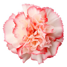 White And Pink Red Carnation Flower Blossom Isolated On Transparent Background,transparency 