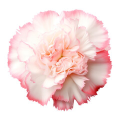 Wall Mural - White and pink red carnation flower blossom isolated on transparent background,transparency 