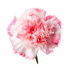 Wall Mural - White and pink red carnation flower blossom isolated on transparent background,transparency 