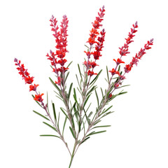 Wall Mural - Red lavander isolated on transparent background,transparency 