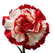 White and red carnation flower blossom isolated on transparent background,transparency 