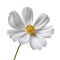 Wall Mural - White cosmos isolated on transparent background,transparency 