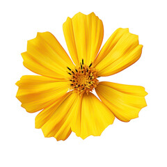 Wall Mural - Yellow cosmos blossom isolated on transparent background,transparency 