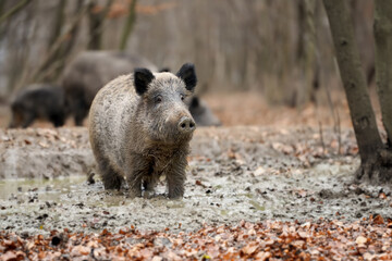 Wall Mural - close wild boar in dirt in autumn forest