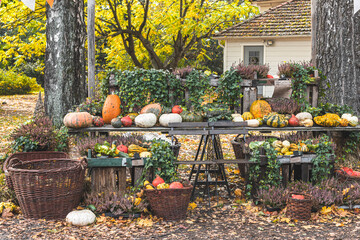 Autumn garden with pumpkins and baskets of pumpkins on table